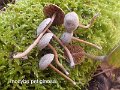 Inocybe petiginosa-amf999-1